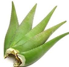 Aloe Leaf